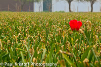 Tulip in a daffodil field
