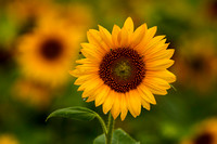 Sunflowers-9475