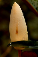 Magnolia-7681