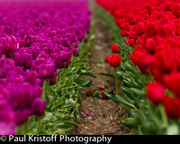 Purple tulips versus red tulips