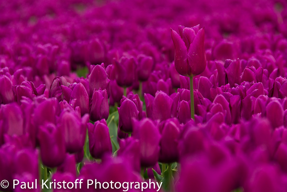 Purple Tulips