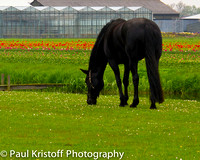 Horse near tulip field