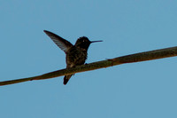 Hummingbird-5854