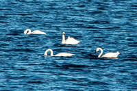 Tundra Swan leaving Pongo Lake