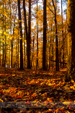 Fall in Umpstead State Park, Raleigh, North Carolina